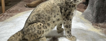 Природонаучният музей в Пловдив се сдоби със Снежен леопард